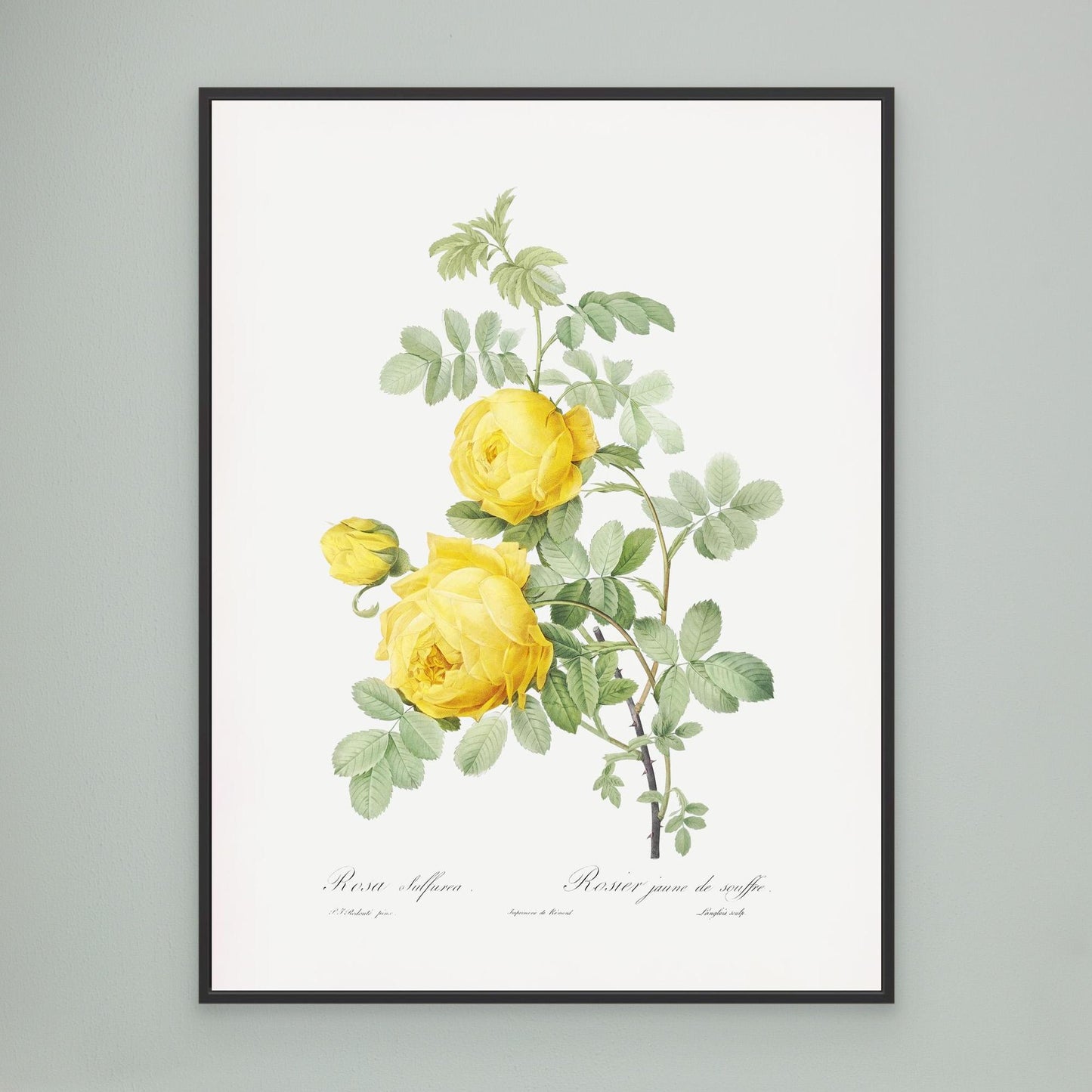 Roses can be Yellow