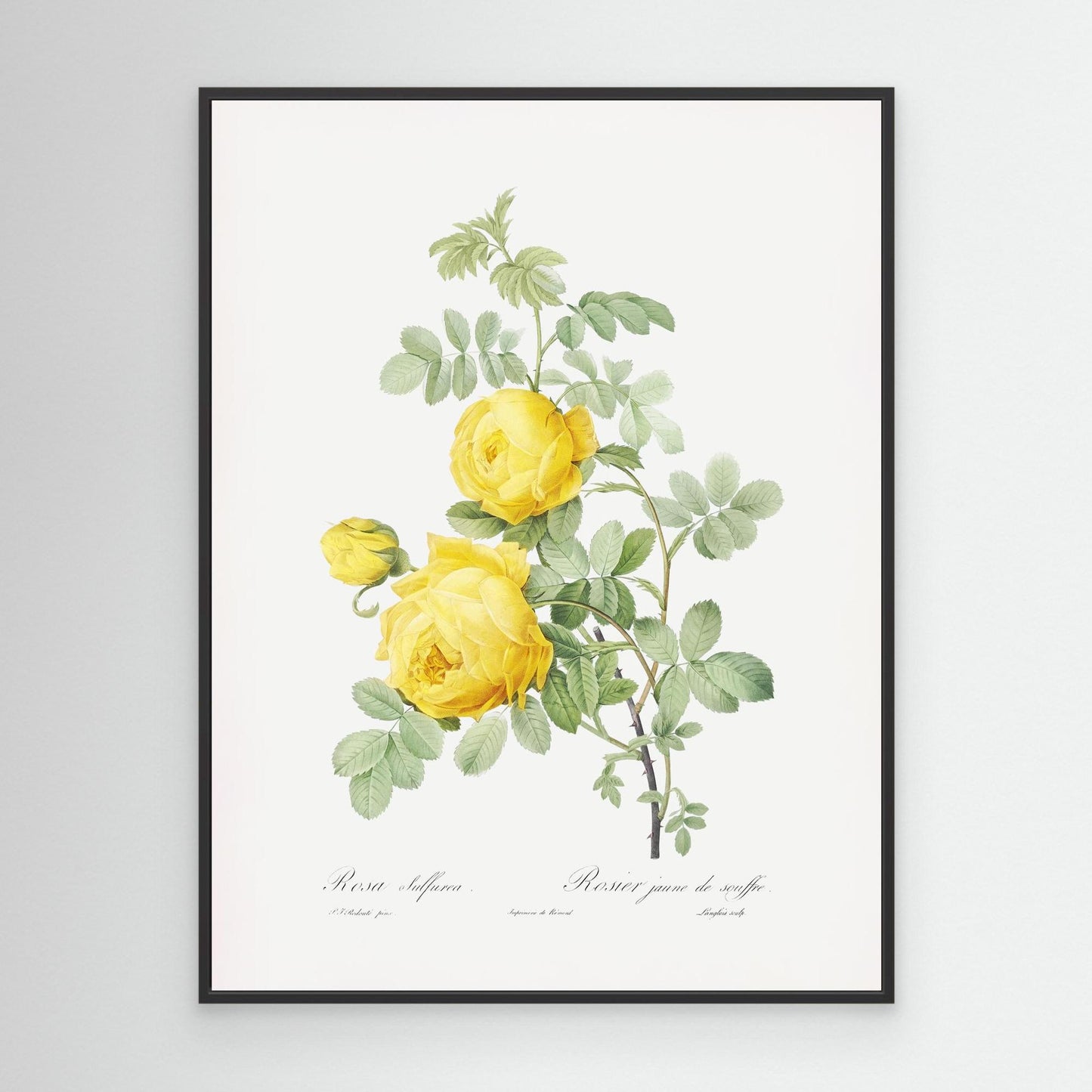 Roses can be Yellow