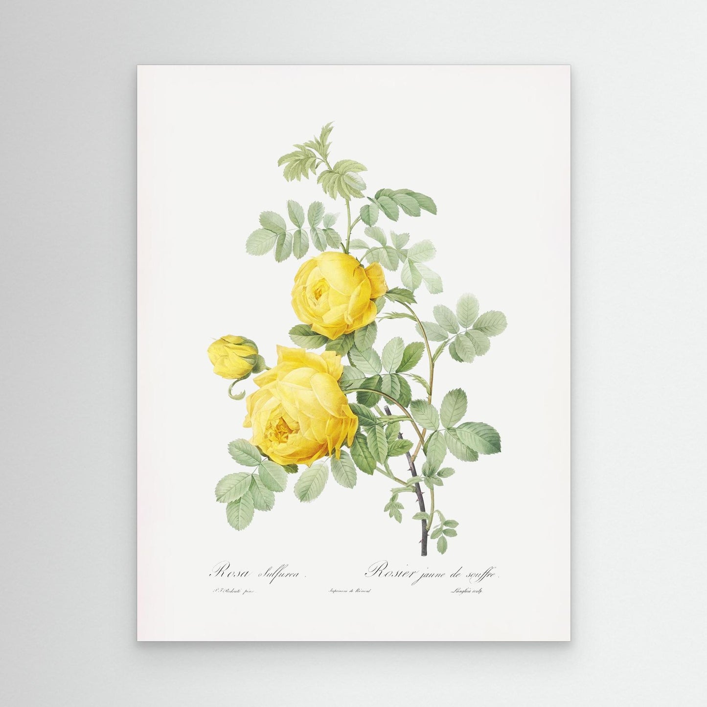 Roses can be Yellow