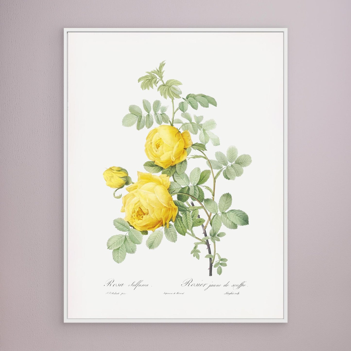 Roses can be Yellow